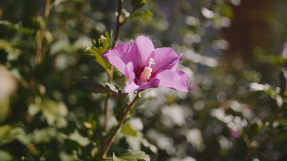 Garden flower Open Gate 3:2