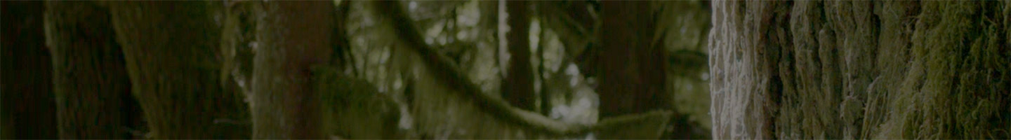 Next Page - Gallery